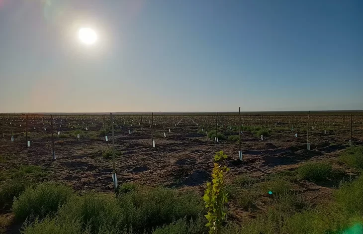 La producción de pistacho brota de las desérticas tierras Pampeanas de Casa de Piedra
