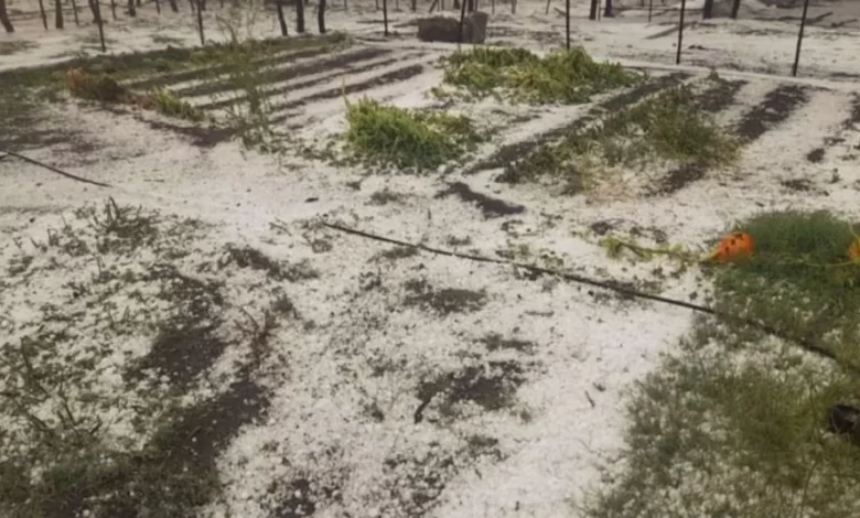 Destrozos por el granizo en General Alvear
