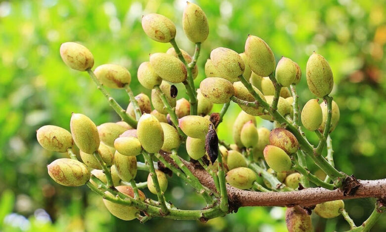 Casa de Piedra: jornada técnica sobre pistacho y frutos secos