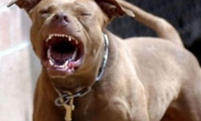 Feroz ataque de un pitbull contra un bebé: fue intervenido de urgencia