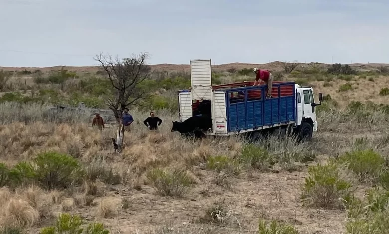 Un productor de Santa Isabel tuvo que arrear sus vacas 10 kilómetros: pidió por caminos y acueductos