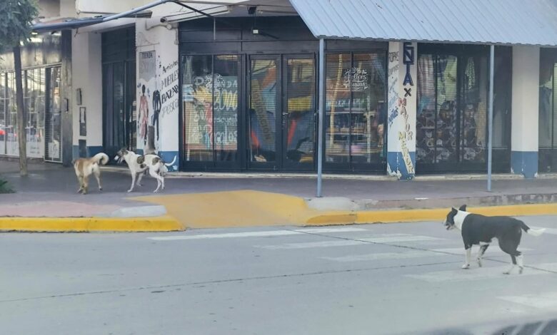Catriel: sigue la polémica por los perros de la calle