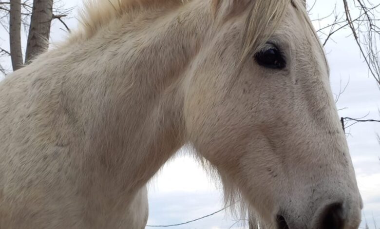 Catriel. Caso Carlitos: piden pena ejemplar por robo y muerte del caballo de Equinoterapia