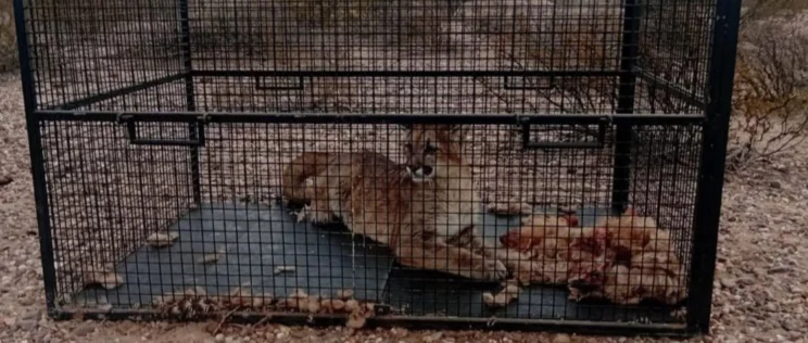 25 de Mayo: Pumas matan animales en Colonia Chica: atraparon a uno
