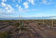 Ruka Kurá en Casa de Piedra: avanza la plantación de pistachos y el desarrollo de un vivero propio