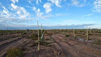 Ruka Kurá en Casa de Piedra: avanza la plantación de pistachos y el desarrollo de un vivero propio