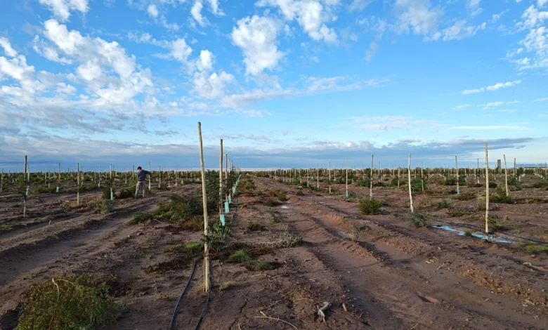 Ruka Kurá en Casa de Piedra: avanza la plantación de pistachos y el desarrollo de un vivero propio
